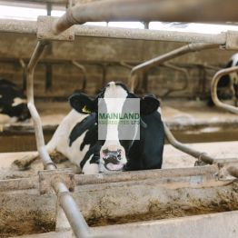 Happy Cows on Our Cattle Bedding Sand
