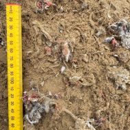 Fibre Sand Pre Mix Shown With Scale