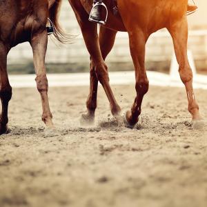 Equestrian Surfaces