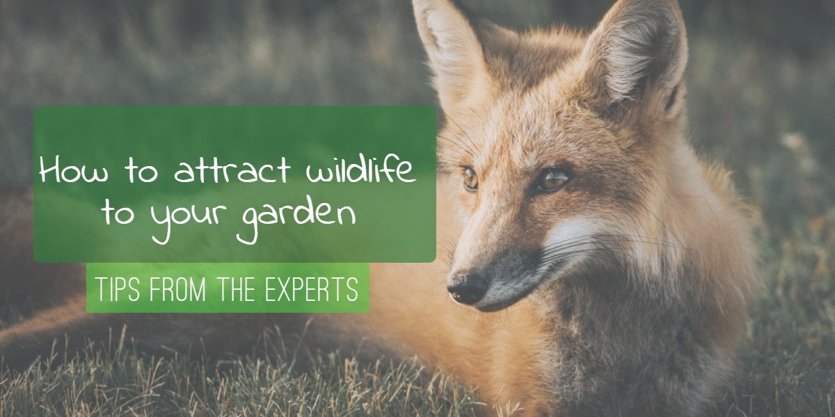 How to attract wildlife to a garden