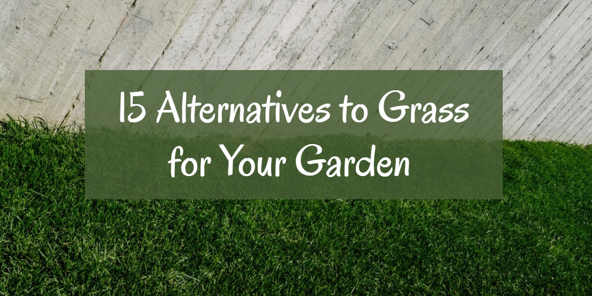15 alternatives to grass for gardens 
