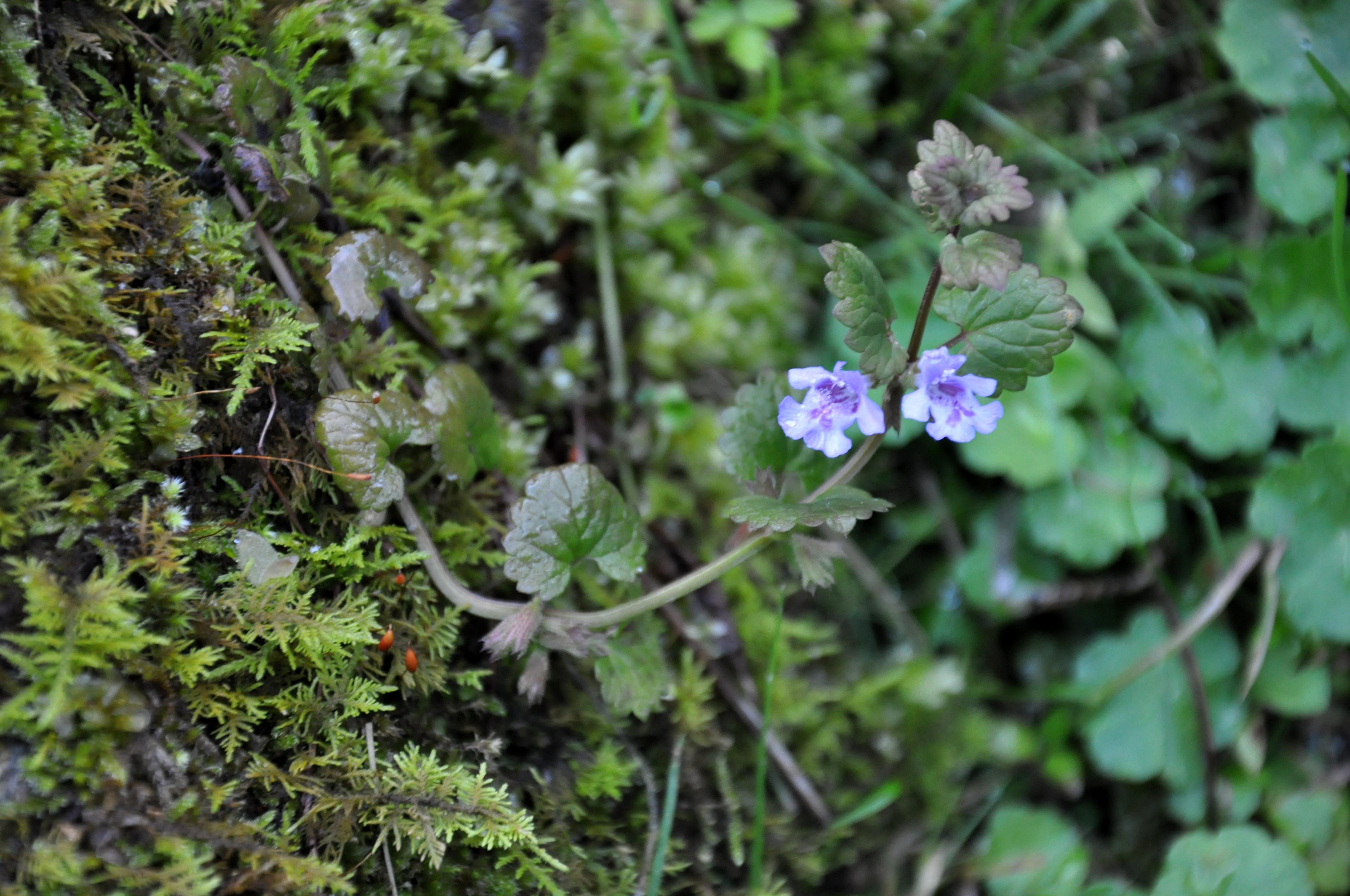 creeping charlie, or ground ivy