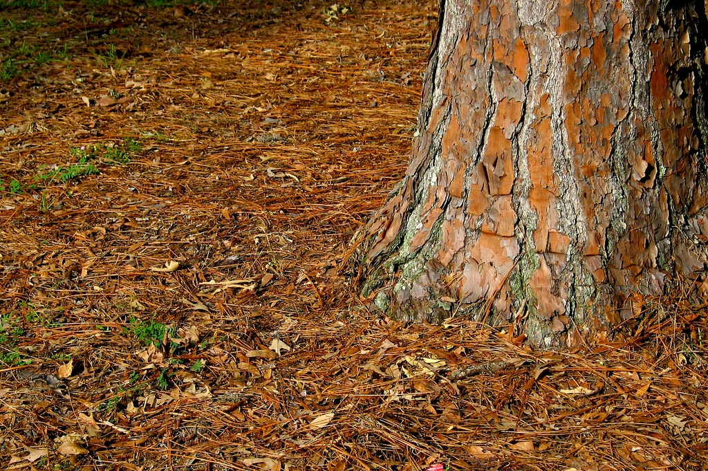 pine bark mulch at the base of a tree