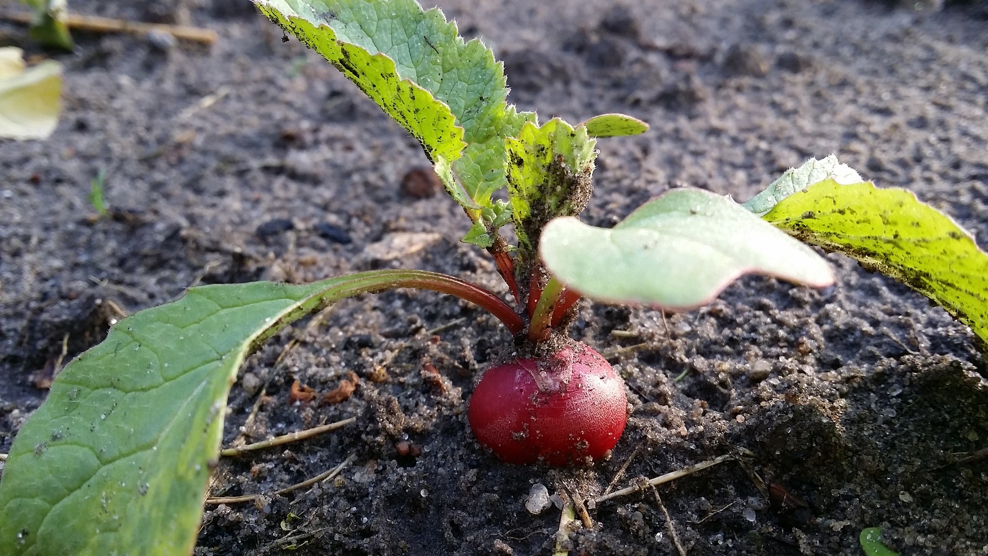 Radish patch