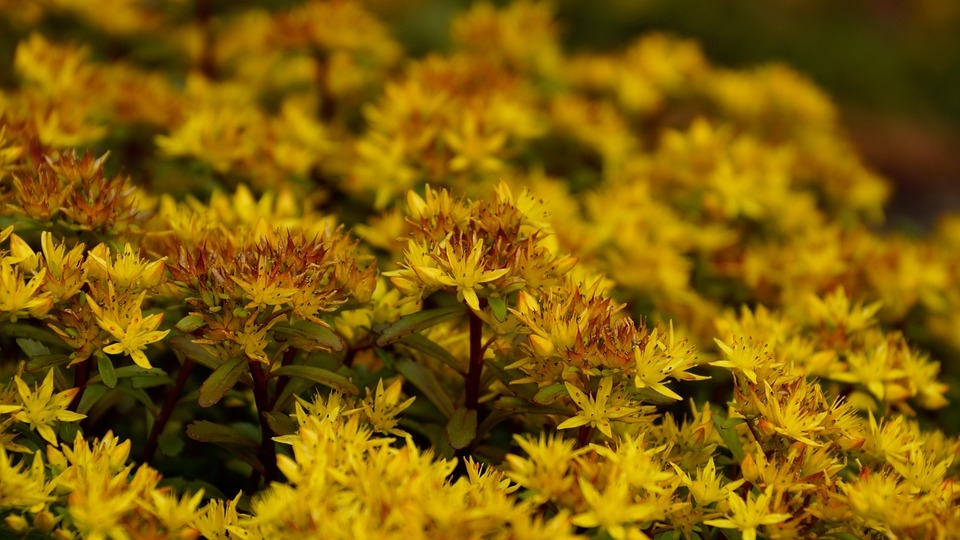golden carpet sedum flowers, also known as stonecrops